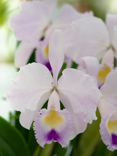 卡特里亚花