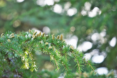 Cedrus deodara