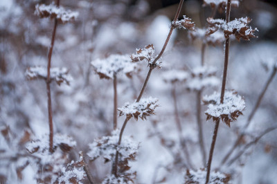 冬天干燥的褐草上覆盖着白雪