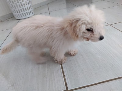 狗
