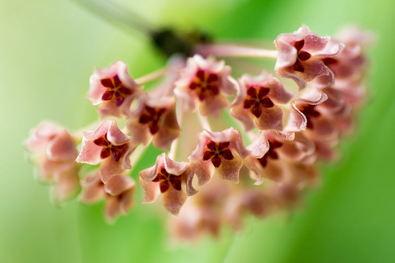 球兰fischeriana,夹竹桃科