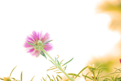 模糊的花