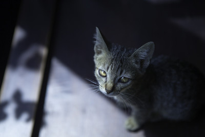 猫，孟加拉，短，头发
