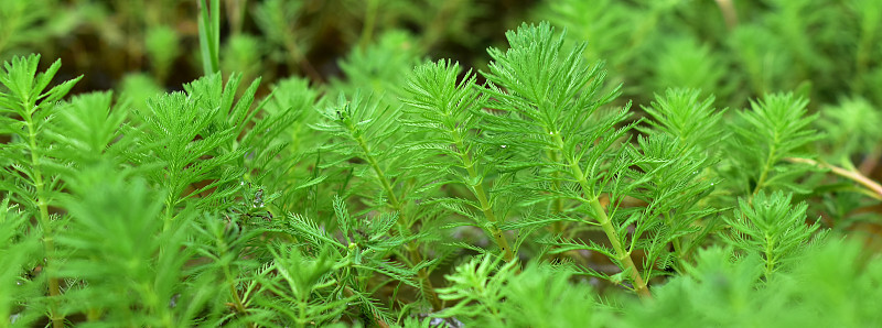 近距离拍摄的Myriophyllum水生植物