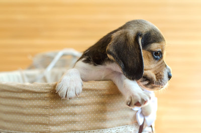小猎犬小狗
