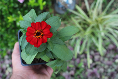 Zinnia