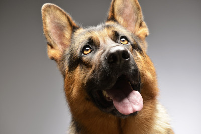 可爱的德国牧羊犬的肖像