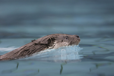 欧洲水獭