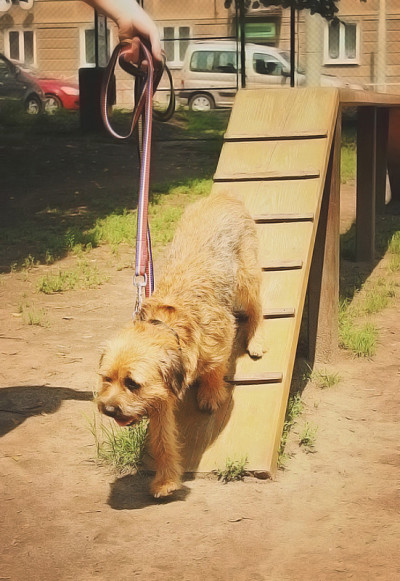 博德猎狐犬