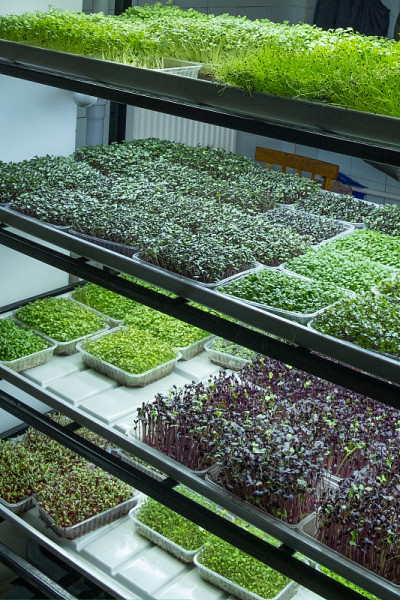城市microgreen农场。环保小生意。小叶子,phytolamp