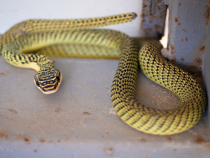 绿蝮蛇(Trimeresurus spp)