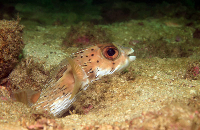 Long-Spine Porcupinefish