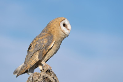 谷仓猫头鹰与蓝天背景(Tyto alba)
