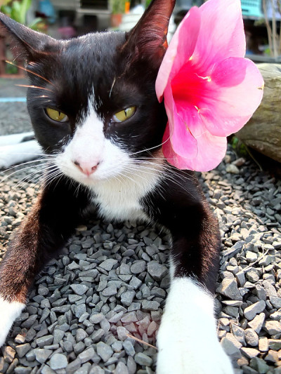 黑猫和粉花