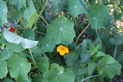 永续栽培园艺原理，有机园林。旱金莲、洋葱、莳萝、胡萝卜。蔬菜和植物之间的能量