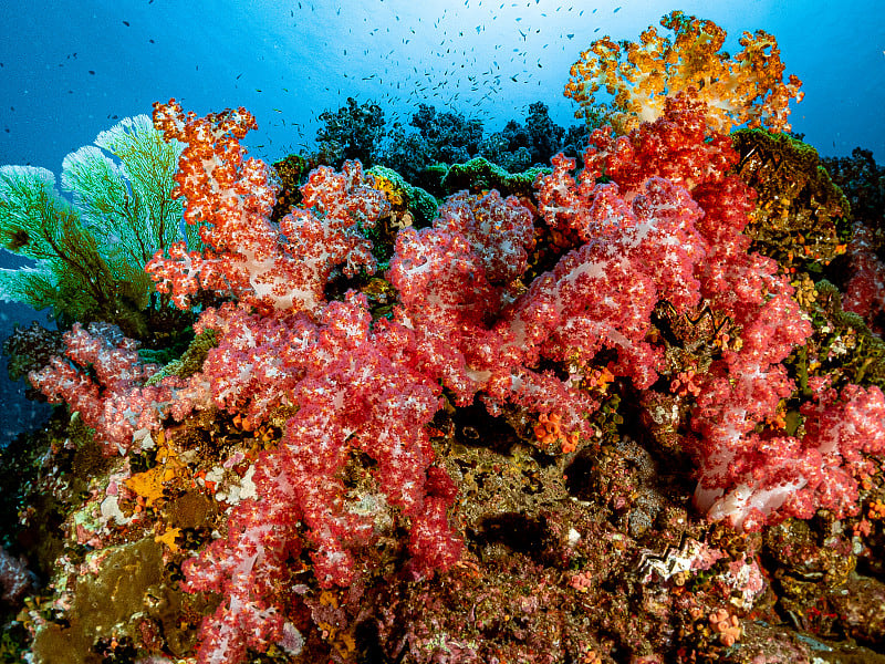 水下海洋生物环境。热带海洋下的珊瑚礁生物。