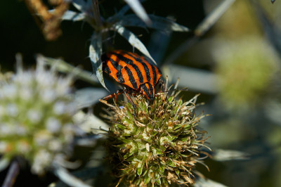 在一个炎热的阳光明媚的日子里，盾虫(纹状graphosoma lineatum)坐在草地上的一个芽蓝