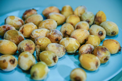 枸杞(枇杷)