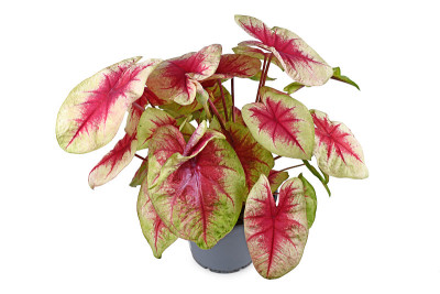 郁郁葱葱的“柠檬红Caladium Lemon Blush”室内植物，有粉红色的叶子