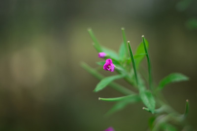 夏日丁香花蕾闭锁
