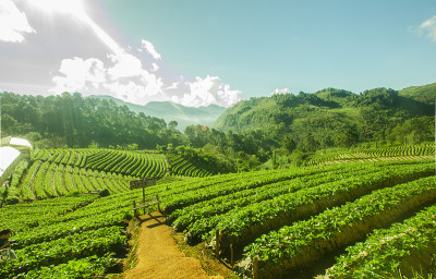 高山上的草莓农场