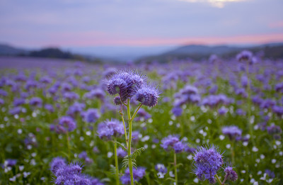 金凤花盛开的田野和紫色日落天空的背景