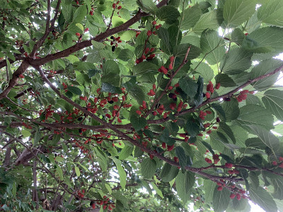 果桑