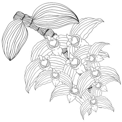 图形的花