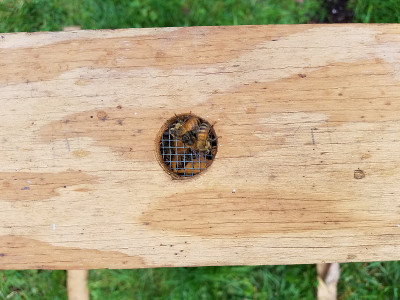 木盒子里的蜂箱