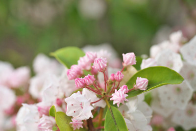 Kalmia