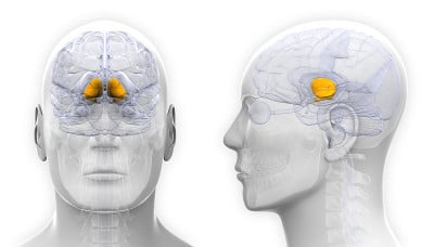 男性基底神经节脑解剖-分离上白色