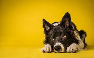 快乐的黑白边境牧羊犬