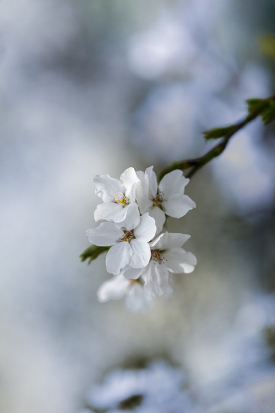白色的樱花