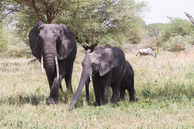 坦桑尼亚Tarangire国家公园的非洲象属Loxodonta