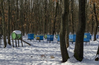 雪景与蜂房在冬天的田野在落叶林