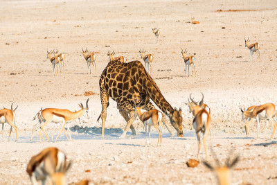 在Etosha NP长颈鹿喝水