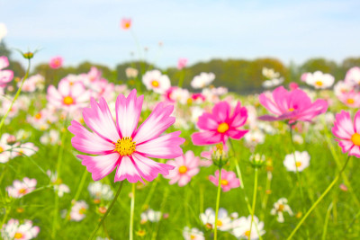 花