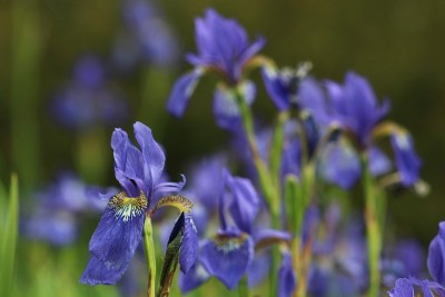 蓝色虹膜花