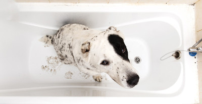 中亚牧羊犬洗澡。狗在洗泡泡浴。Alabai梳理狗。