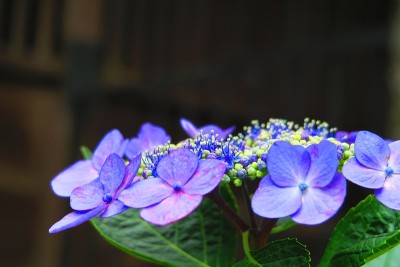 绣球花