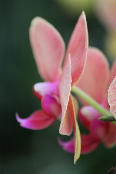 兰花的花
