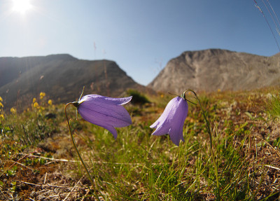 贝尔花山