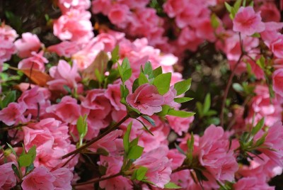 佐贺公园里的杜鹃花