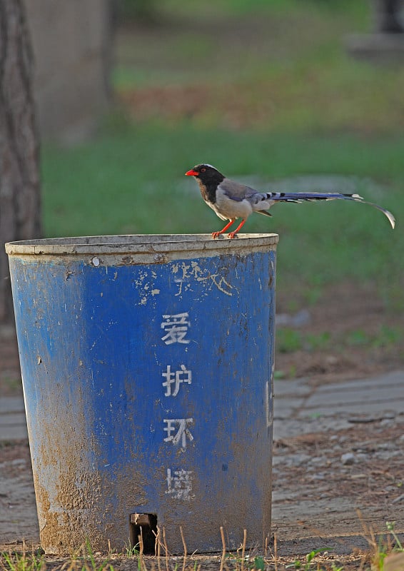 红嘴蓝喜鹊