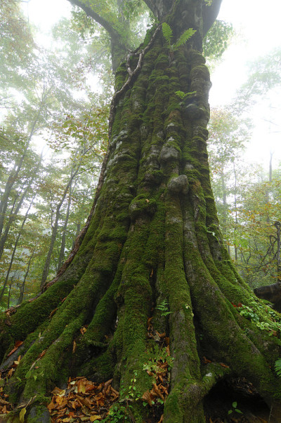 山毛榉树