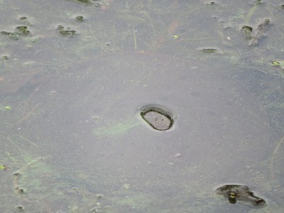 池塘中头部露出水面，壳露出水面的水下龟
