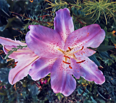 东正教教堂花园夏季百合的摄影艺术图片