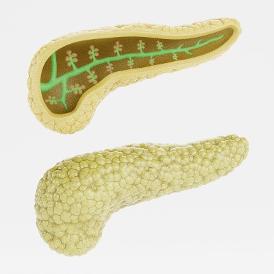 胰腺的现实3D渲染