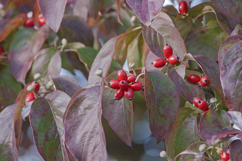 山茱萸(佛罗里达山茱萸)