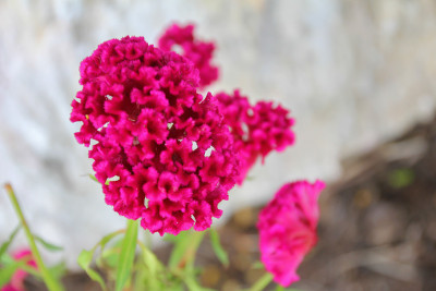 红色的花